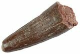 Fossil Spinosaurus Tooth - Feeding Worn Tooth #367941-1